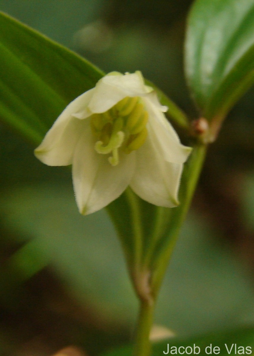 Disporum cantoniense var. cantoniense (Lour.) Merr.
